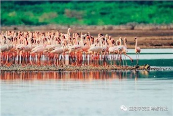 发现非洲体验之旅肯尼亚10游