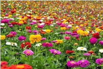 城头山遗址公园粉黛花海一日游  