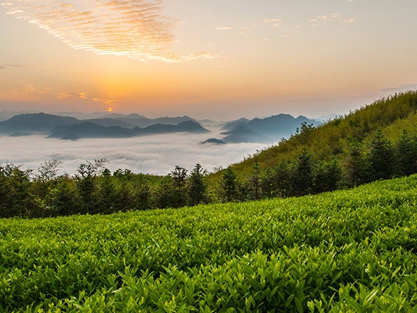 益阳安化•天下茶道、云台山、茶香花海2日游