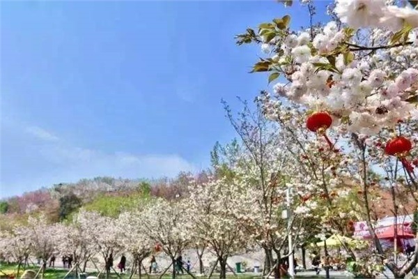 长沙浔龙河樱花谷、田汉文化园一日游
