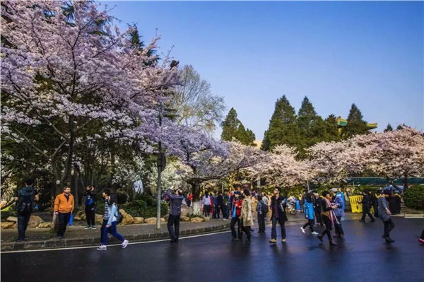 武汉磨山樱花+户部巷+楚河汉街+东湖听涛风景区汽车两日游