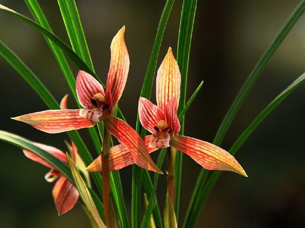湘潭盘龙大观园赏花一日游