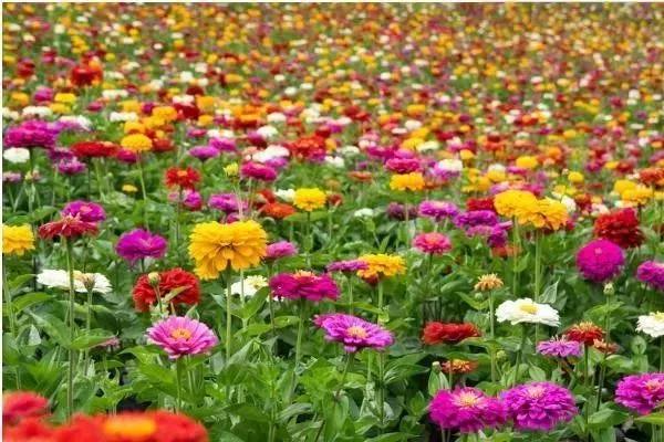 城头山遗址公园粉黛花海一日游  
