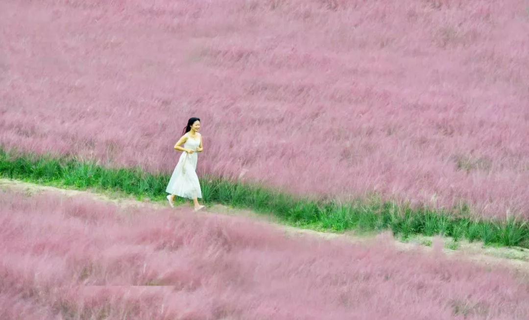 城头山遗址公园粉黛花海一日游  