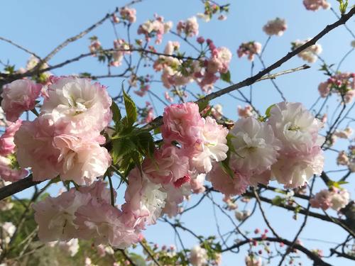 长沙浔龙河樱花谷、田汉文化园一日游