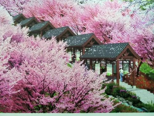 长沙浔龙河樱花谷、田汉文化园一日游
