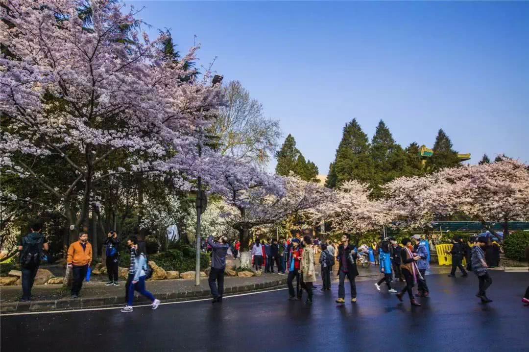 武汉磨山樱花+户部巷+楚河汉街+东湖听涛风景区汽车两日游
